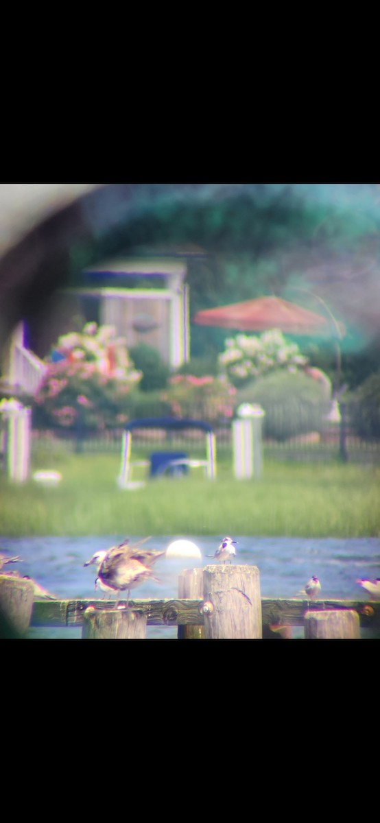 Sandwich Tern - ML596323161