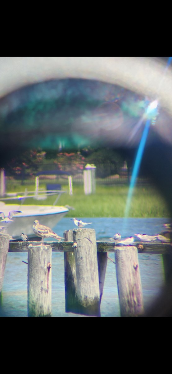 Sandwich Tern - ML596323301