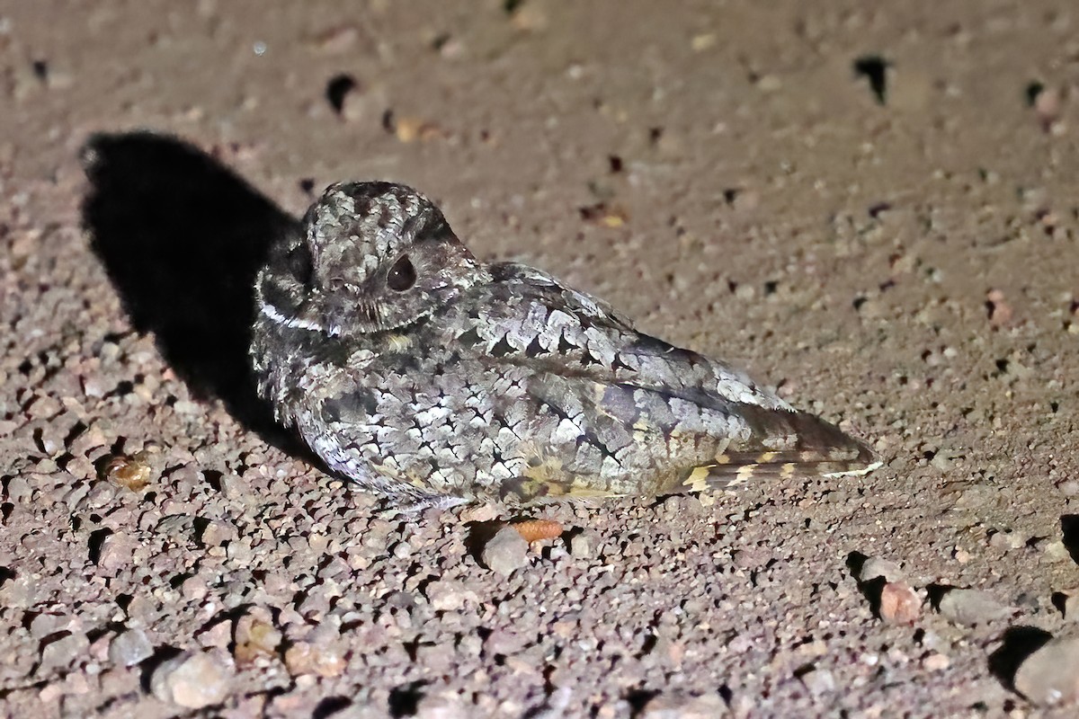 Common Poorwill - David McQuade