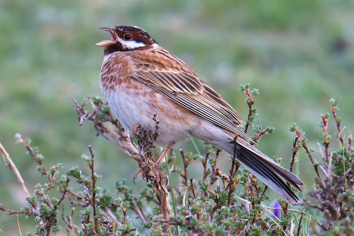 Pine Bunting - Craig Brelsford