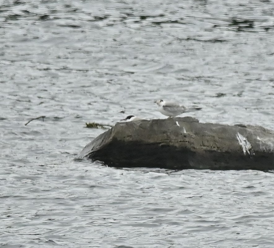 Common Tern - Regis Fortin