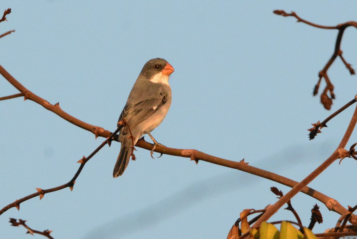 White-bellied Seedeater - ML596324981