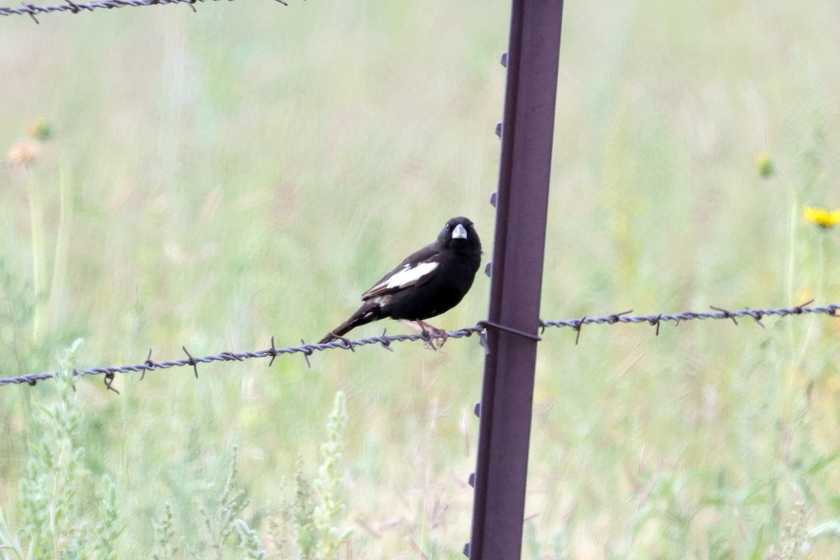 Lark Bunting - ML596326041