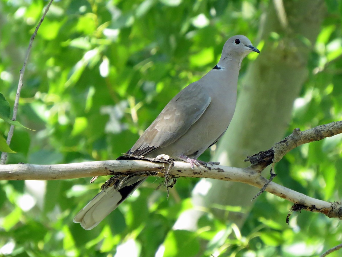 Eurasian Collared-Dove - ML596327251