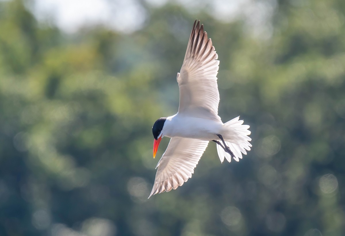 Caspian Tern - ML596327781