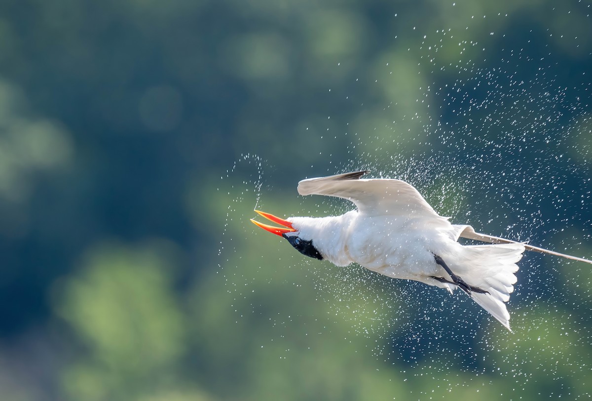 Caspian Tern - ML596327831