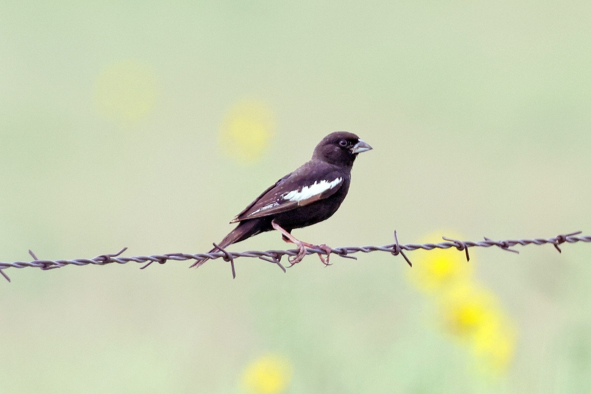 Lark Bunting - ML596328331