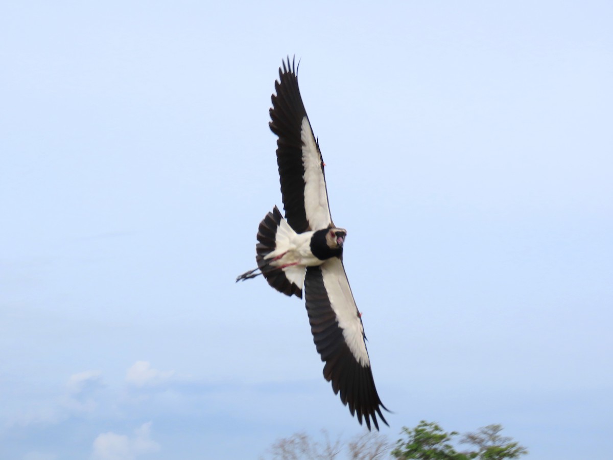 Southern Lapwing - ML596328511