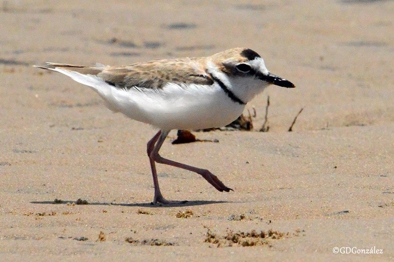 Collared Plover - ML596328701