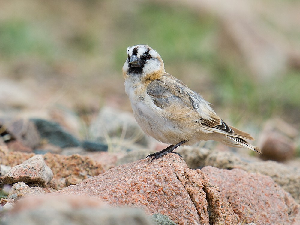 Blanford's Snowfinch - Craig Brelsford
