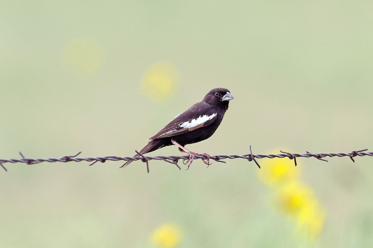 Lark Bunting - ML596329111