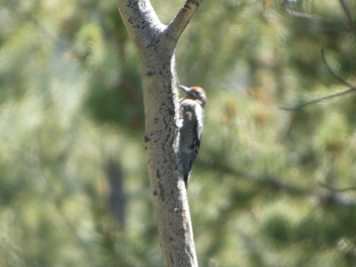 Red-naped Sapsucker - ML596329231