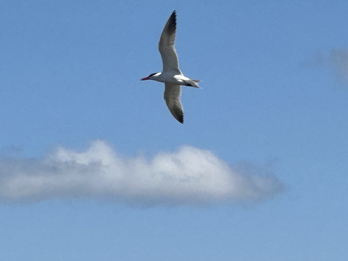 Caspian Tern - ML596329831