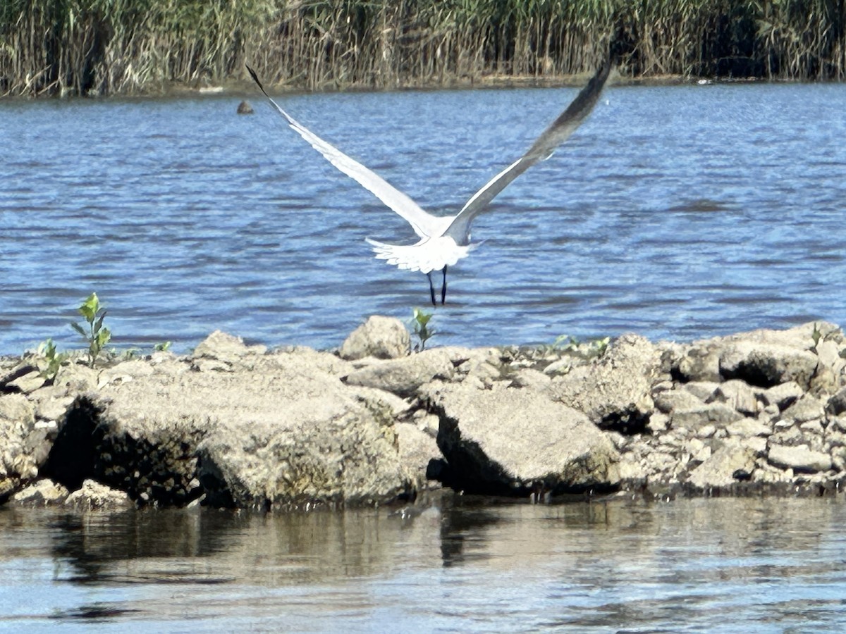 Caspian Tern - ML596329851