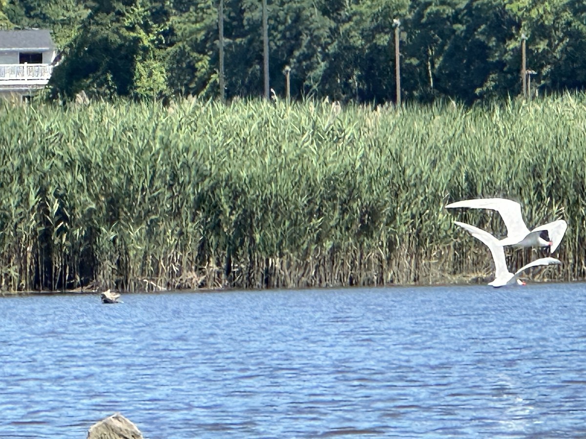 Caspian Tern - ML596329871