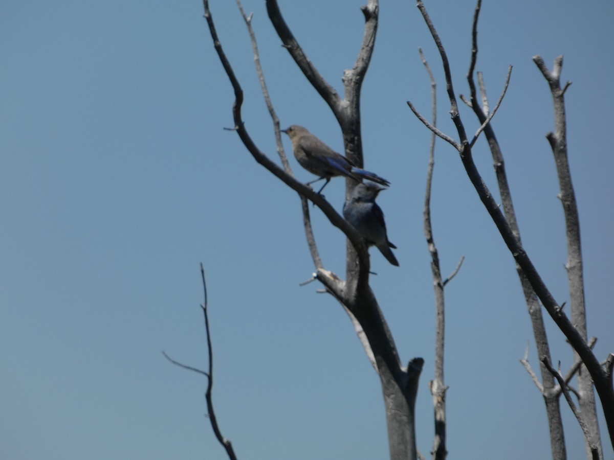 Mountain Bluebird - ML596330551