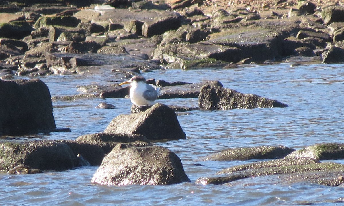 Great Crested Tern - ML59633081