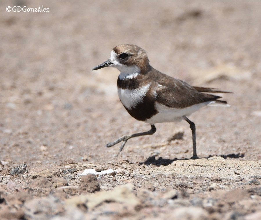 Two-banded Plover - GUSTAVO DANIEL GONZÁLEZ