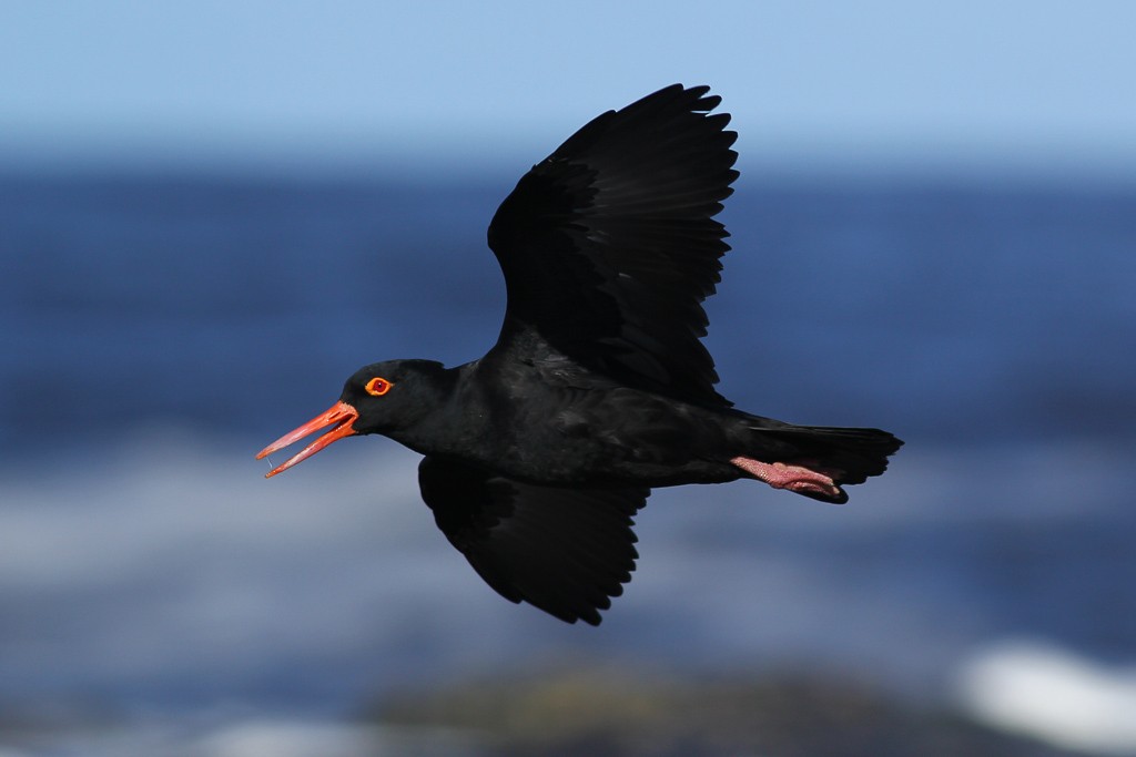 Sooty Oystercatcher - ML59633151