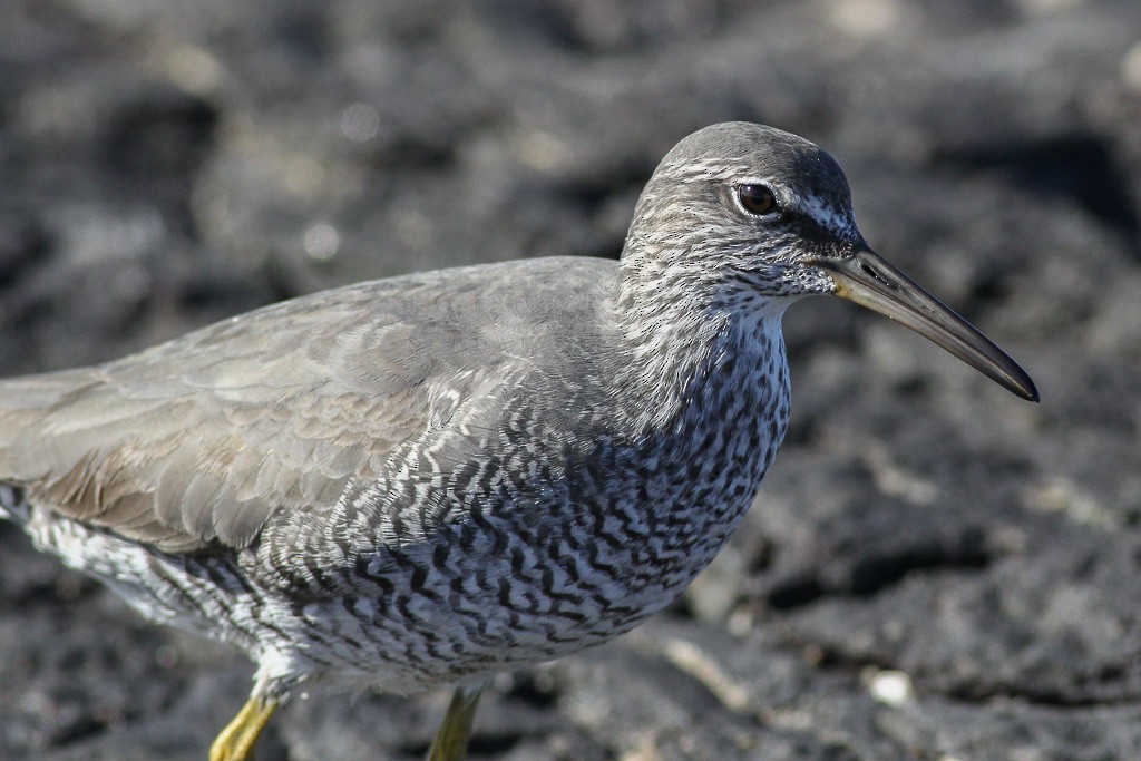 Wandering Tattler - ML59633171