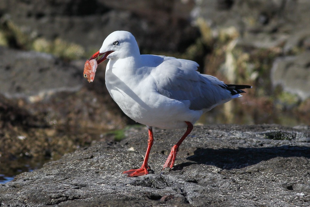 Silver Gull (Silver) - ML59633191