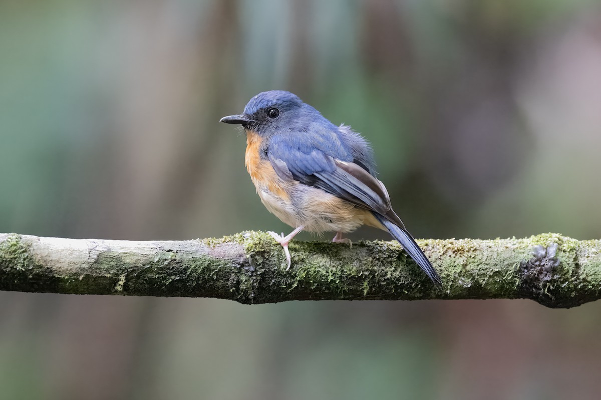 Sulawesi Blue Flycatcher (Sulawesi) - ML596332051