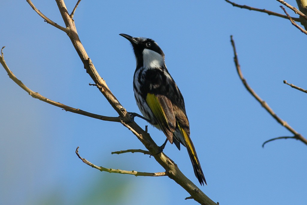 White-cheeked Honeyeater - ML59633221