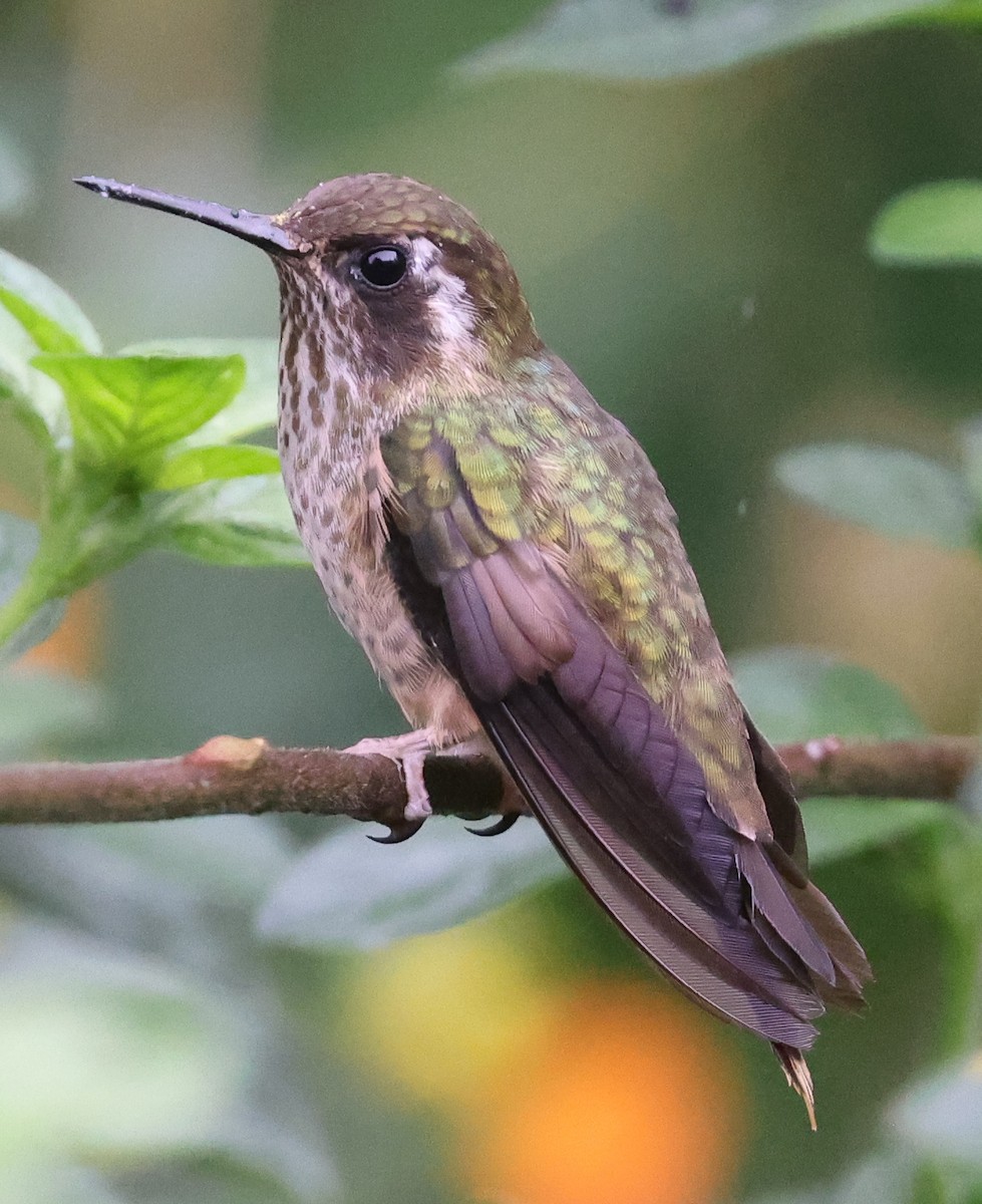 Speckled Hummingbird - Jordan Roderick