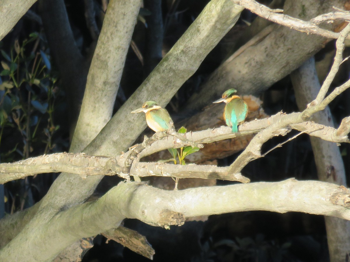 Sacred Kingfisher - ML59633241