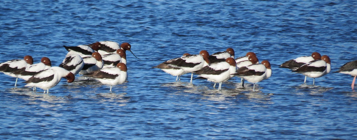 Red-necked Avocet - ML59633331