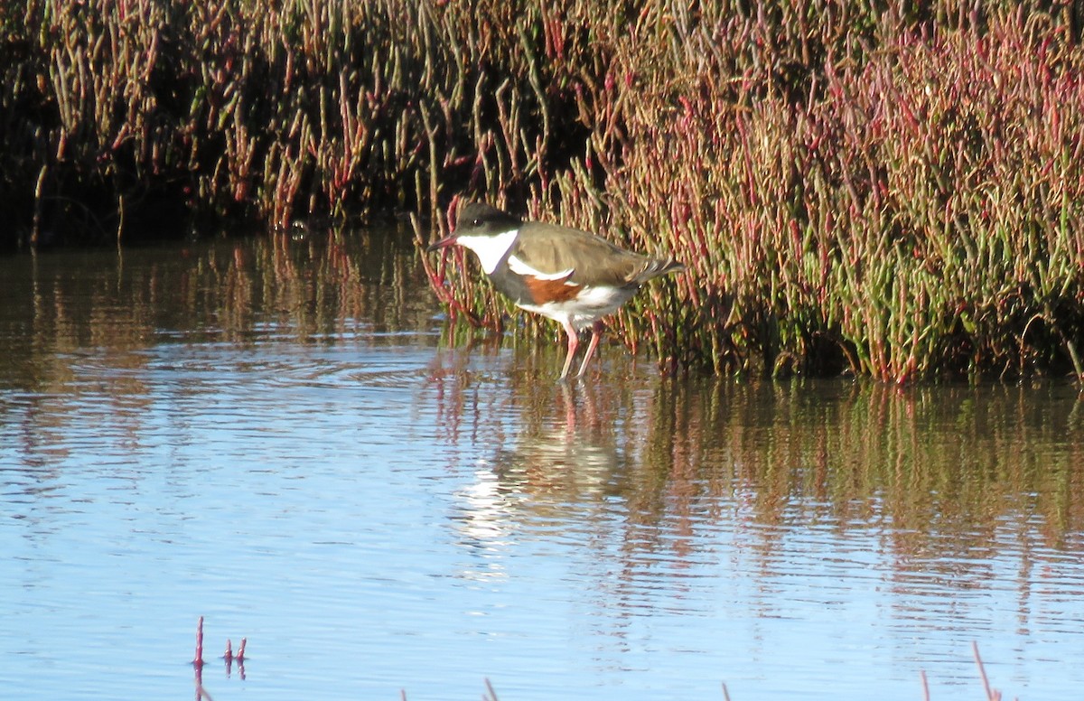Red-kneed Dotterel - ML59633341