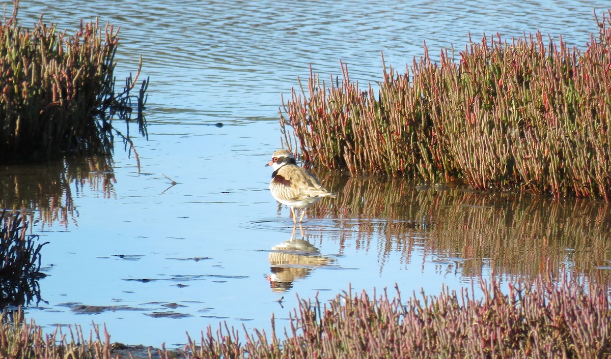 Black-fronted Dotterel - ML59633361