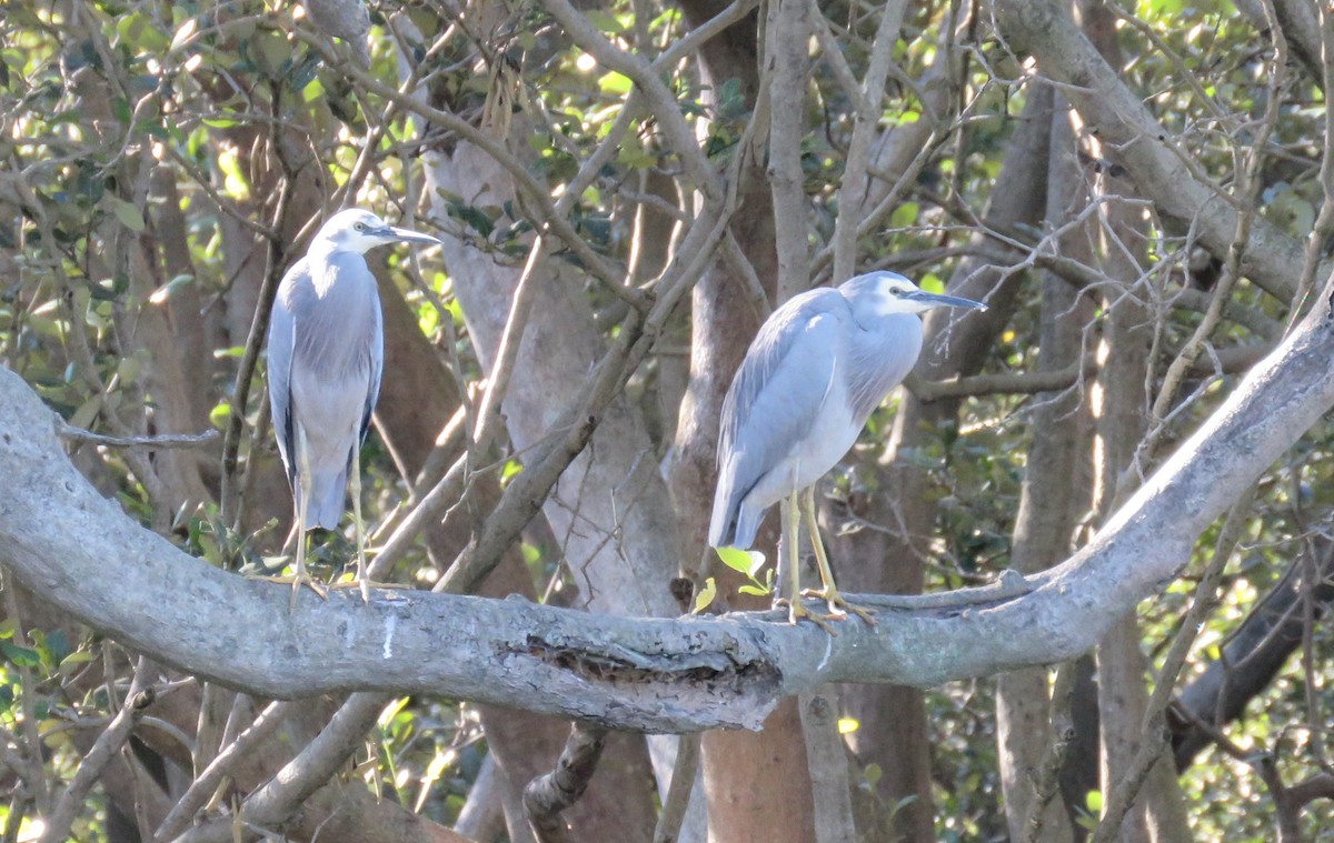White-faced Heron - ML59633371
