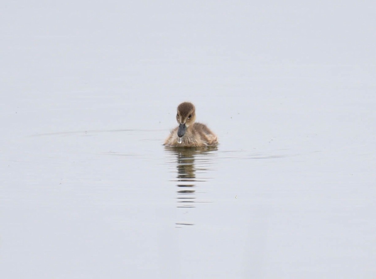 American Wigeon - ML596333781