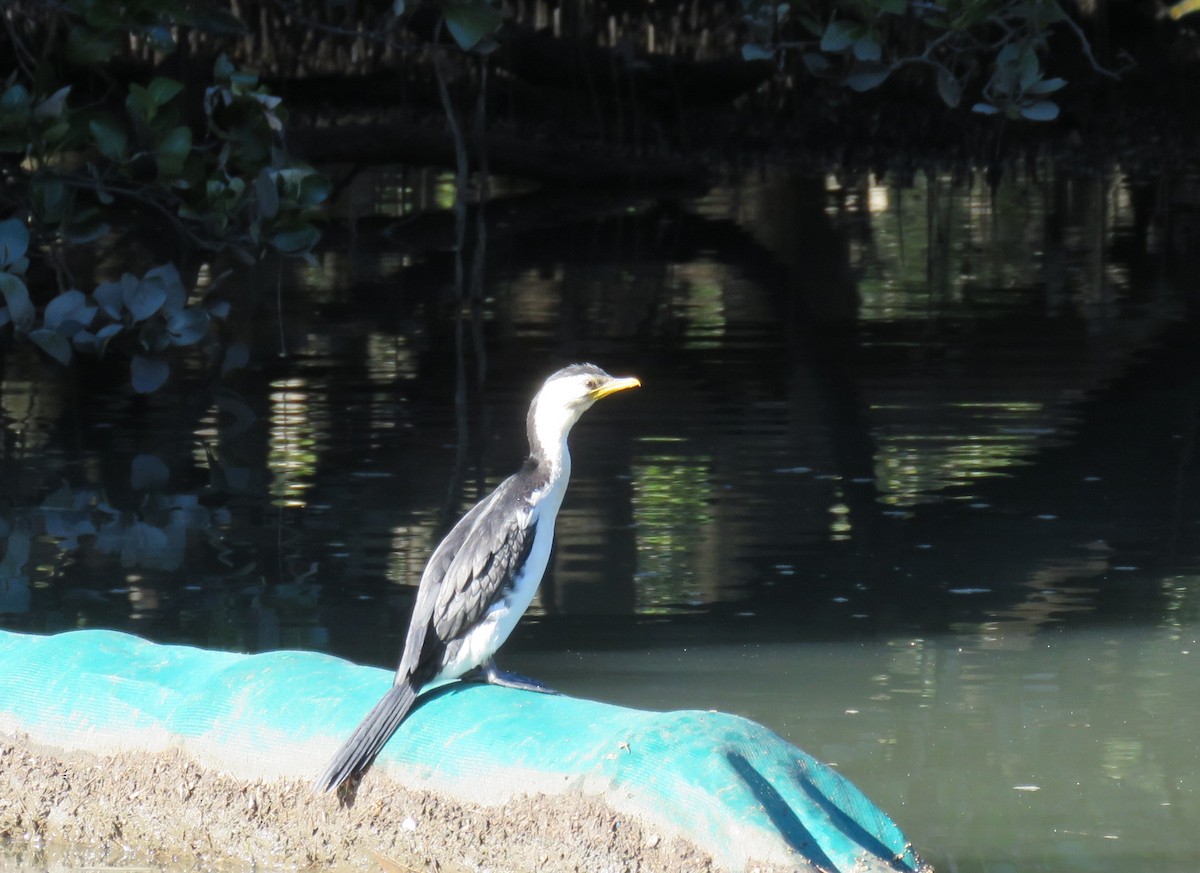 Little Pied Cormorant - ML59633381