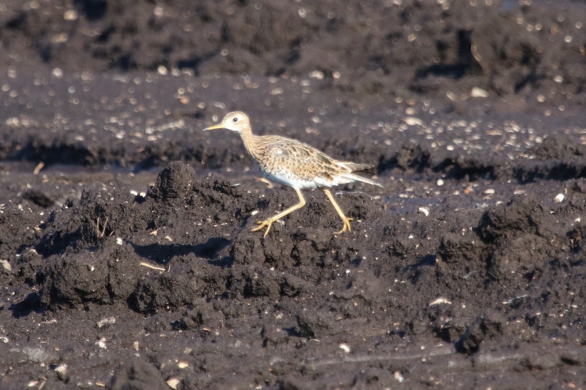 Upland Sandpiper - ML596333931