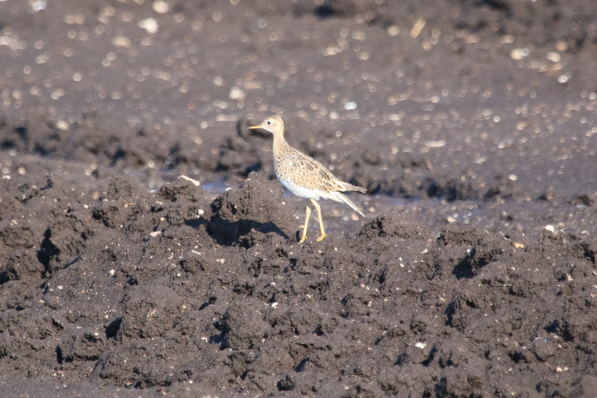 Upland Sandpiper - ML596333941