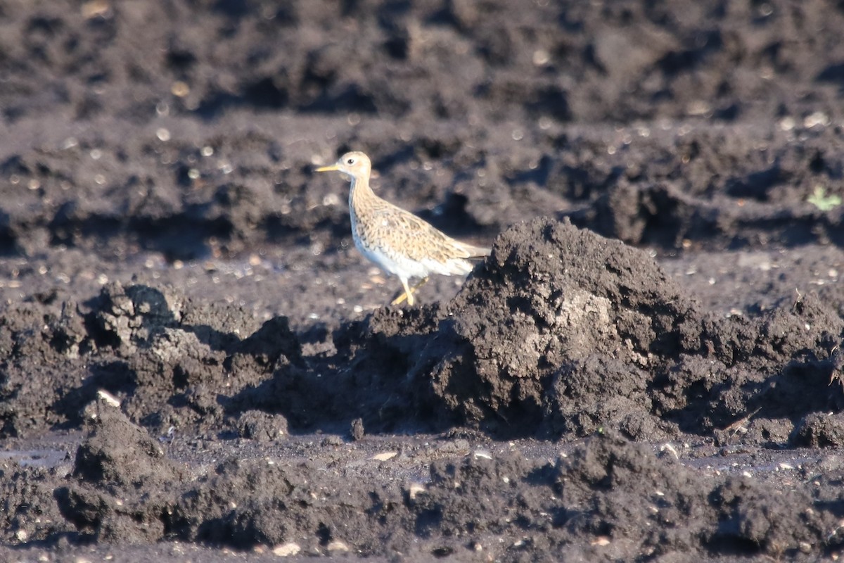 Upland Sandpiper - ML596333951