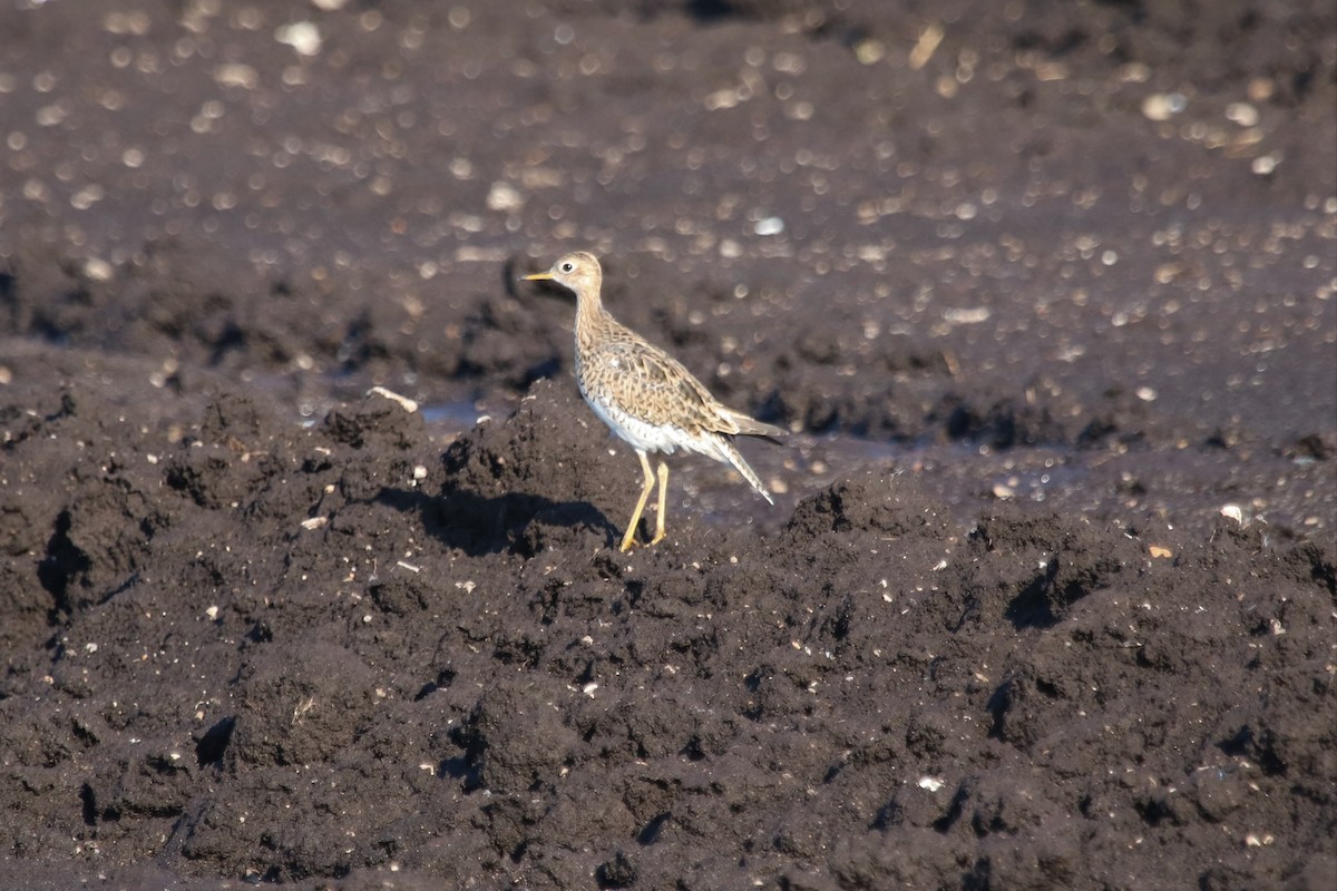 Upland Sandpiper - ML596333961