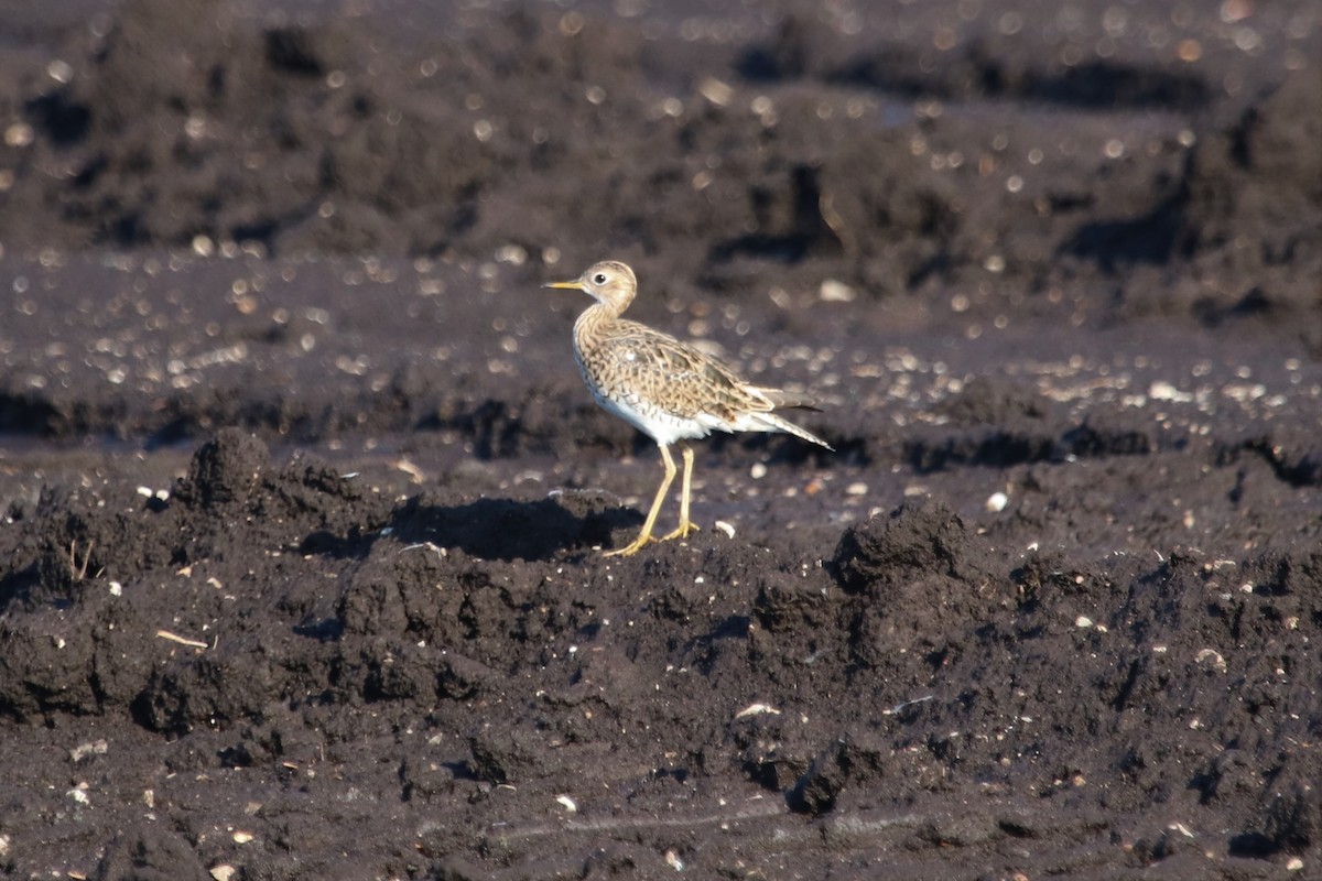 Upland Sandpiper - PJ Pulliam