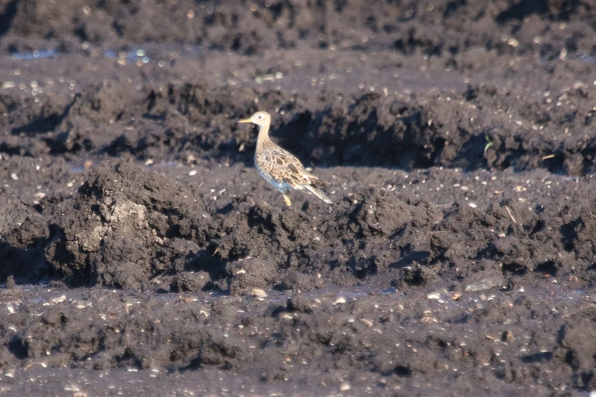 Upland Sandpiper - ML596333981