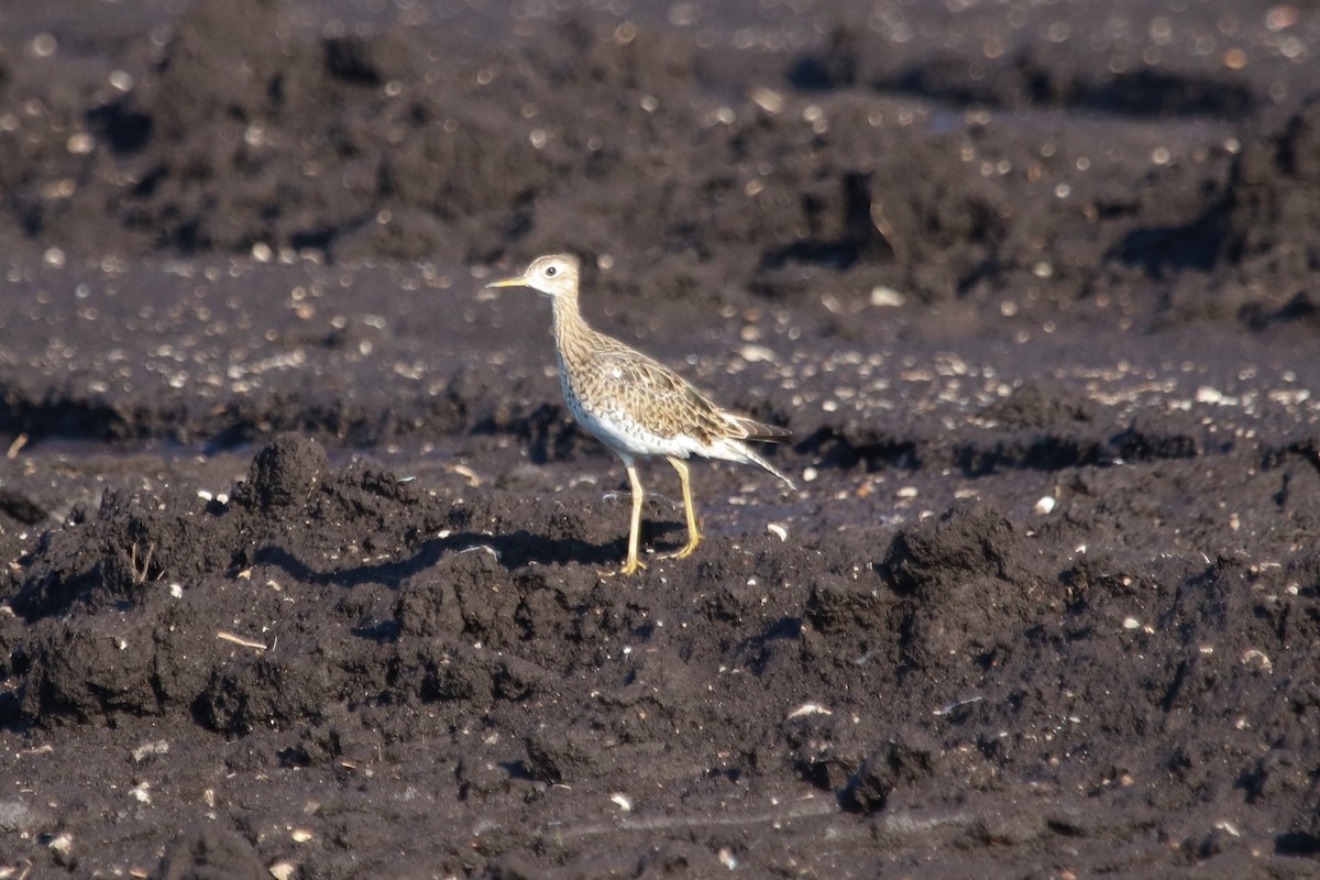 Upland Sandpiper - ML596333991