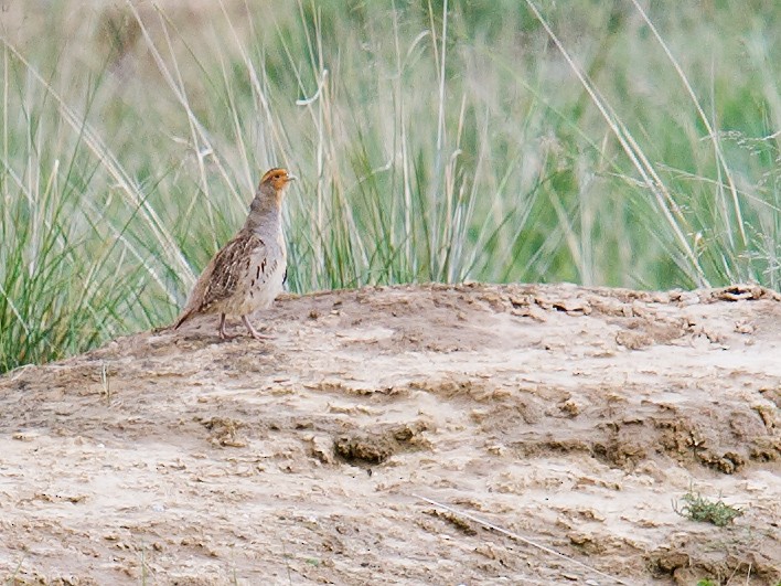 Daurian Partridge - Craig Brelsford