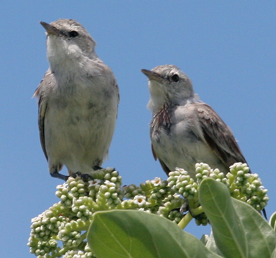 Kiritimati Reed Warbler - ML59633561