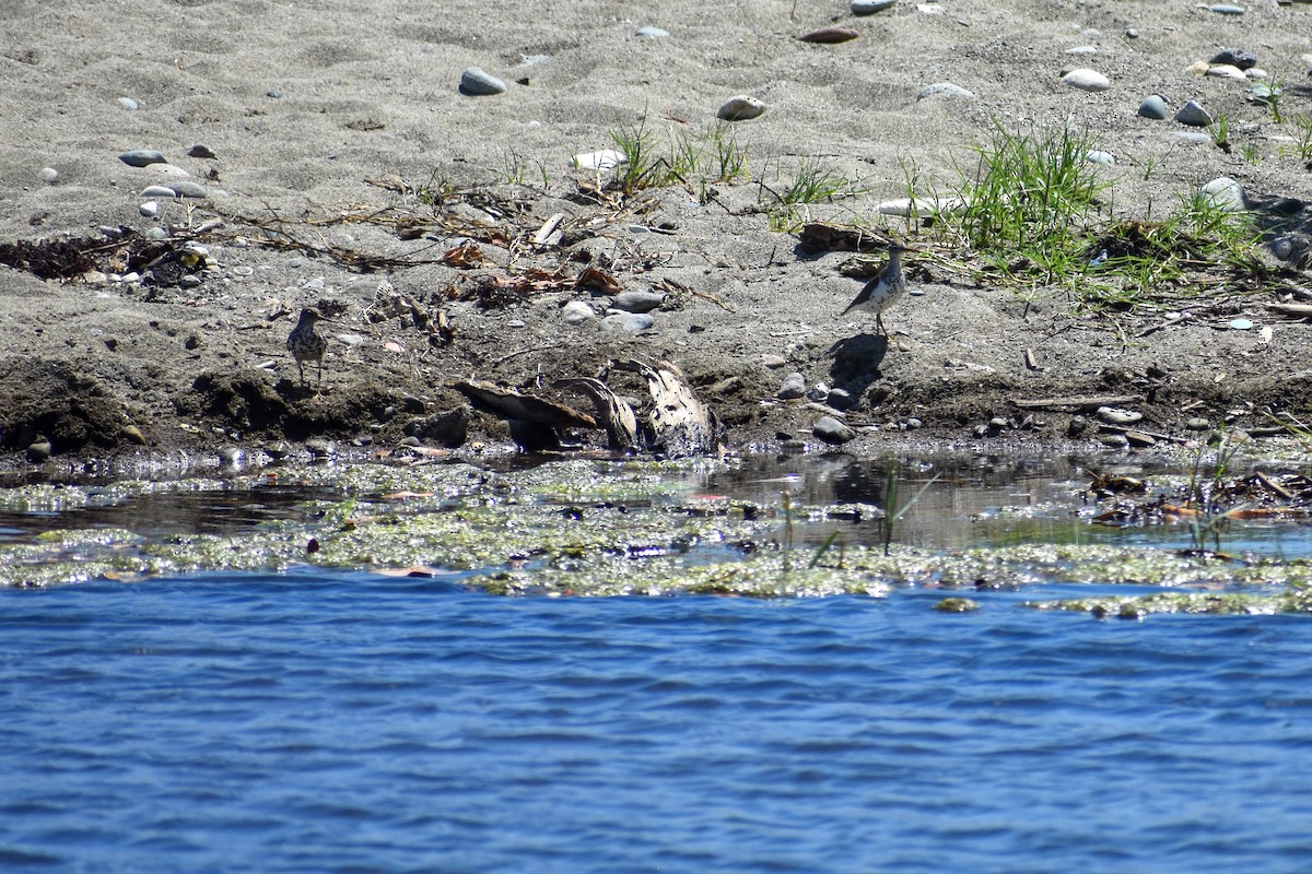 Spotted Sandpiper - ML596335621