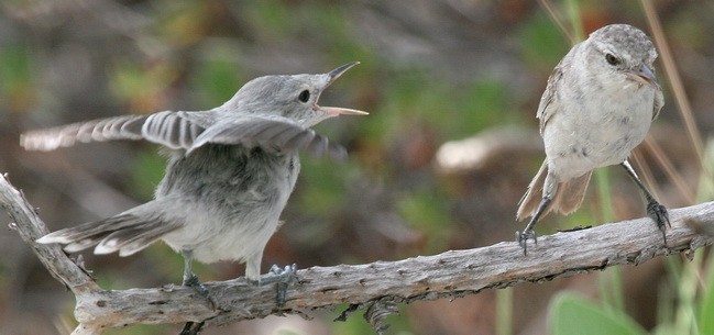 Kiritimati Reed Warbler - ML59633601