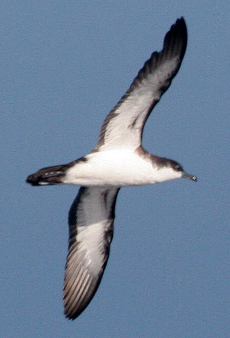 Tropical Shearwater - Eric VanderWerf