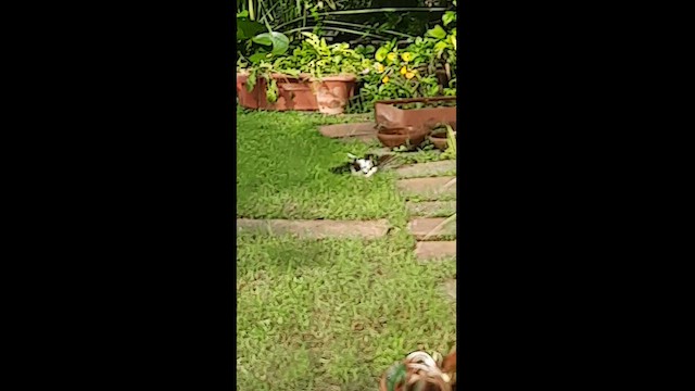 Өөдсөн хүүрзгэнэ - ML596337171