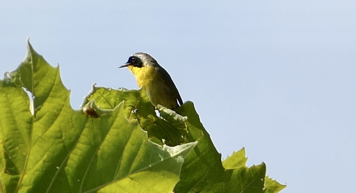 Common Yellowthroat - ML596337541