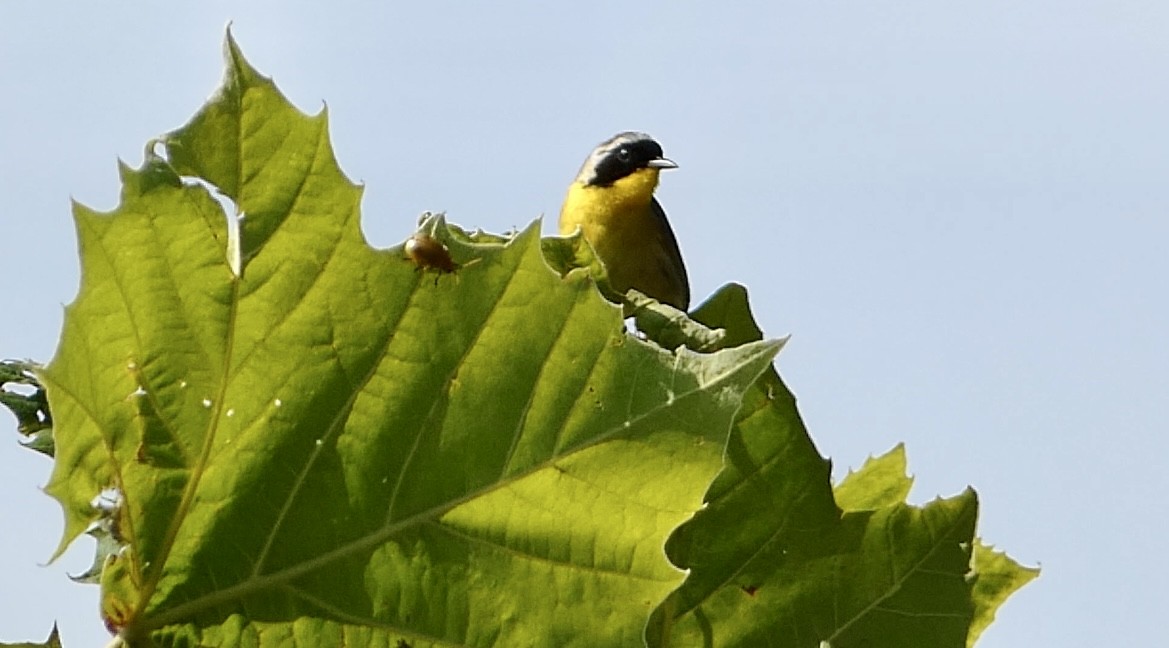 Common Yellowthroat - ML596337551